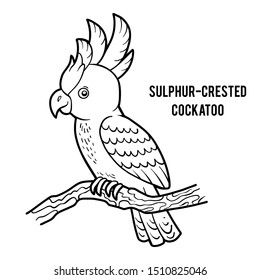 Coloring book for children, Sulphur-crested cockatoo