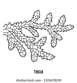 Coloring book for children, Thuja branch