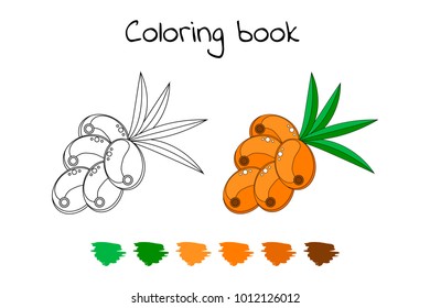Coloring book for children. Vector illustration. berry. sea-buckthorn