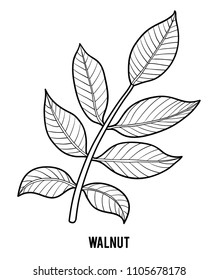 Coloring book for children, Walnut