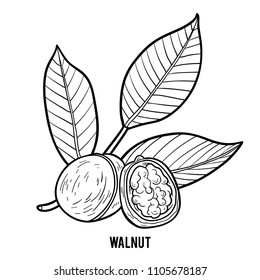 Coloring book for children, Walnut