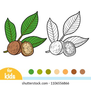 Coloring book for children, Walnut branch