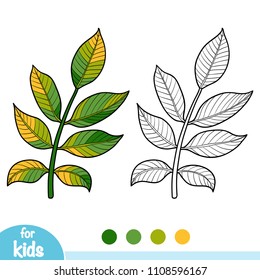 Coloring book for children, Walnut branch