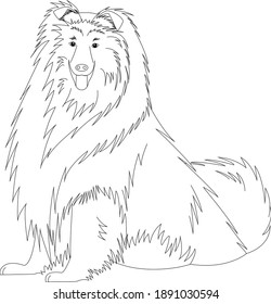 coloring book collie dog with long hair. Vector illustration isolated on a white background