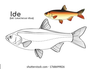 Coloring book with a colored example of ide. Vector fish in lines and in color.