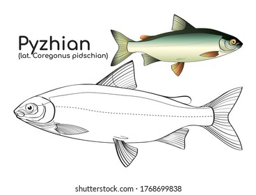 Coloring book with a colored example of Northern fish pyzhian. Vector white fish of Siberia in lines and in color.