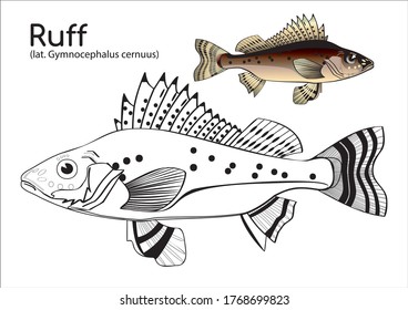 Coloring book with a colored example of ruff. Vector white fish of Siberia in lines and in color.