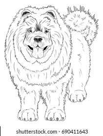 Coloring book with dog. Vector Chinese Chow Chow stock dog isolated on white.