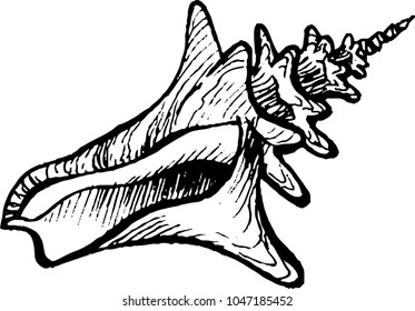 The coloring book drawing of cockle-shell and seashell. The outline vector illustration isolated on a white background.