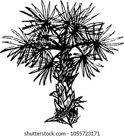 The coloring book drawing of palm tree. The outline vector illustration isolated on a white background.