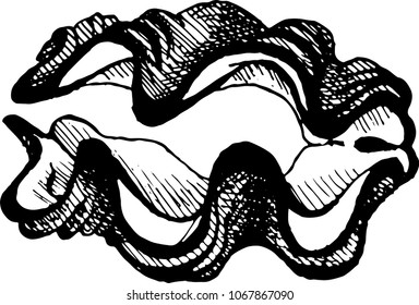 The coloring book drawing of seashell. The outline vector illustration isolated on a white background.
