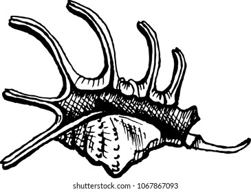 The coloring book drawing of seashell. The outline vector illustration isolated on a white background.