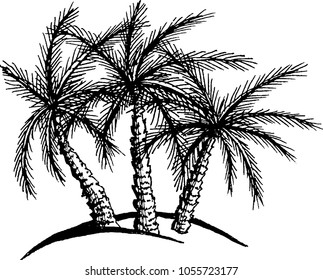 The coloring book drawing of three palm trees. The outline vector illustration isolated on a white background.
