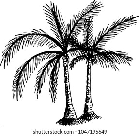 The coloring book drawing of two palm trees. The outline vector illustration isolated on a white background.