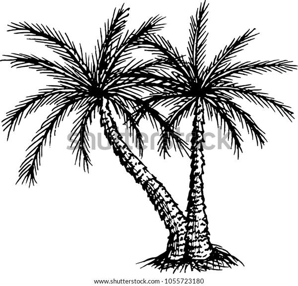 830 Coloring Book Pictures Of Palm Trees Free Images