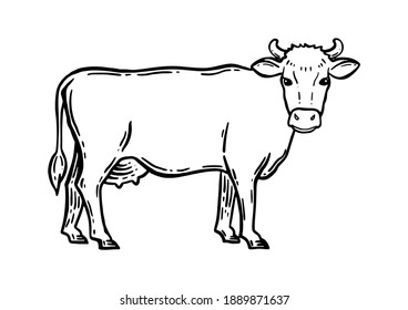 Coloring book. Farm animal. Cow sketch. Hand drawn. Vintage style. Black and white vector illustration isolated on white background.