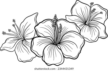 Coloring book with flowers, line drawing of flowers. Line art drawing