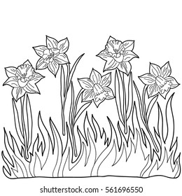  Coloring  book. Flowers. Narcissus.  Hand drawn. Adults, children. Black and white vector illustration.
