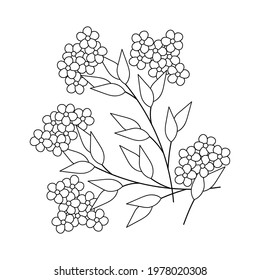 Coloring book, forget-me-not flowers. Simple design. Vector illustration,