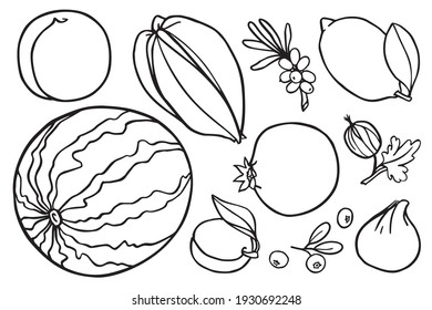 Coloring book with fruits images. Vector illustration. Peach, lemon, watermelon, pomegranate, apricot, blueberry, gooseberry, carambola, fig, sea buckthorn