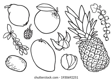 Coloring book with fruits images. Vector illustration. Kiwi, orange, mango, pineapple, black currant, lychee, barberry, blackberry, physalis, quince