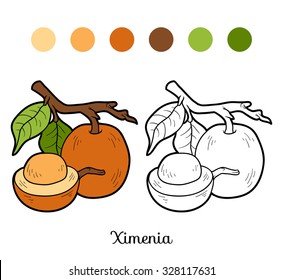 Coloring book: fruits and vegetables (ximenia)
