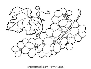 Coloring  book.  Hand drawn. Adults, children. Black and white. 
Fruit,  bunch of grapes with leaves, vector illustration.