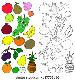  Coloring  book. Hand drawn. Adults, children. A set of fruits, an apple, a pear, an orange, grapes, plum, lemon, quince, persimmon, pineapple, Colored Vector illustration.