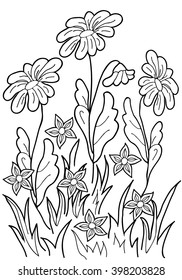  Coloring  book.  Hand drawn. Black and white.Adults, children.Flowers. Chamomile.