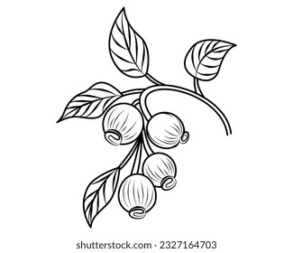Coloring book Hawthorn. Berry. A branch of a deciduous plant.  A forest, prolific plant. Outline drawing, coloring book for children. Vector. Close-up.