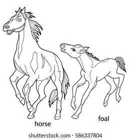 Coloring  book. Horse and foal.  Hand drawn. Adults, children.  Black and white vector illustration.