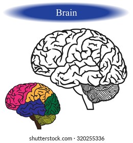 Coloring book ( human brain ) for children. Vector illustration