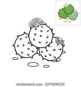 libro de colorear para niños cactus