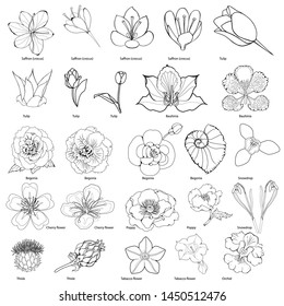 Coloring book page. Big collection of flowers. Silhouettes on a white background.
