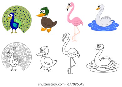 Coloring book page for preschool children with colorful birds and sketch to color. Vector birds illustration. Peacock, swan, flamingo, duck.