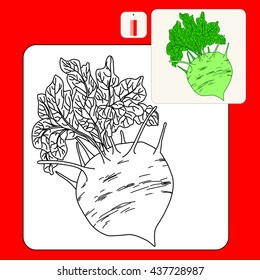 Coloring Book or Page. Vector isolated illustration. Cabbage kohlrabi on a white background. Fresh kohlrabi. 