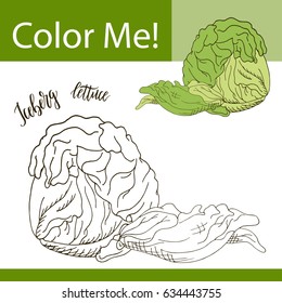 Coloring Book Or Page Of Vegetable. Vector Illustration With Hand Drawn Iceberg Lettuce