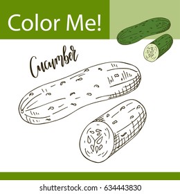 Coloring book or page of vegetable. Vector illustration with hand drawn cucumber