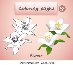 Coloring book pages for kids : Flower : Vector Illustration