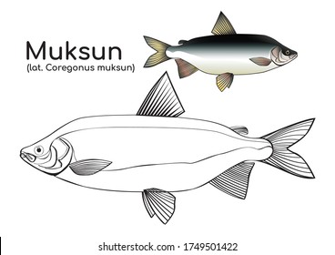 
Coloring book Coloring
with a painted example of a northern fish. Muksun (Latin: Coregonus muksun) is a freshwater fish from the whitefish genus. Vector fish in lines.