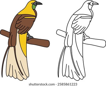 Coloring Book Paradise Bird with Guide Color