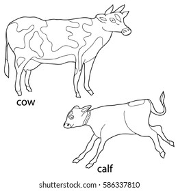 Coloring  book. Pet. Cow and calf.  Hand drawn. Adults, children. Black and white vector illustration.