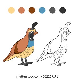 Coloring Book (quail, Bird)