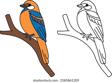 Coloring Book Robin Bird with Guide Color