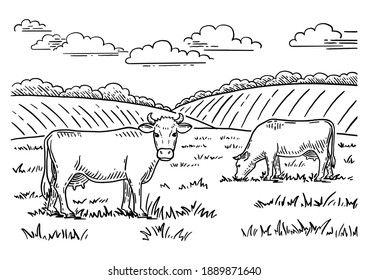 Coloring book. Rural landscape. Cows graze in the meadow. Hand drawn sketch. Vintage style. Black and white vector illustration isolated on white background.