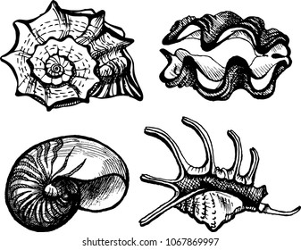 The coloring book set of seashell drawings. The outline vector illustration isolated on a white background.