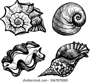 The coloring book set of seashell drawings. The outline vector illustration isolated on a white background.