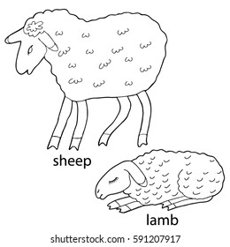 Coloring  book. Sheep and lamb.  Hand drawn. Adults, children.  Black and white vector illustration.