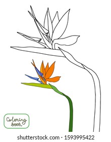 Coloring book strelitzia reginae tropical flowers isolated on white background. Outline and colored vector stock illustration. Plant known as crane flowers,bird of paradise. Anti stress coloring page.