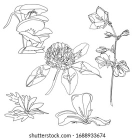 Coloring book. Table Herbarium. Live art. Flowers samples. Garden plants, herbs, flowers for hobby or print. 